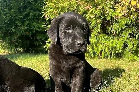Szczeniaki labrador retriever, Mazowieckie, Płock
