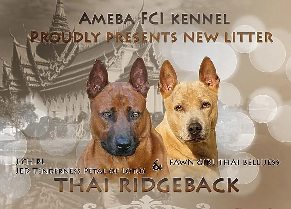 Thai Rodgeback ZKwP ( FCI )
