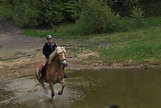 Haflinger wałach 6 lat, Wałbrzych