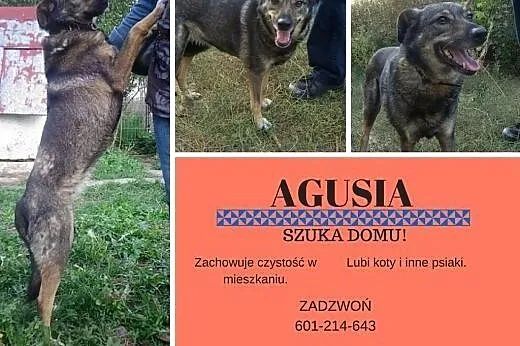 Bardzo biedna sunia AGA, nie wyróżnia się, jest w 