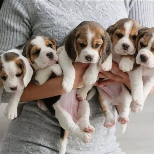 Szczenięta rasy beagle, które uczą się czystości, szukają kochającego i troskliwego domu., Opolskie, Kędzierzyn-Koźle