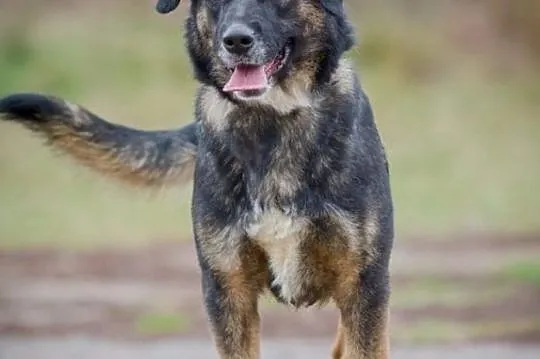 Młoda, radosna sunia do adopcji!