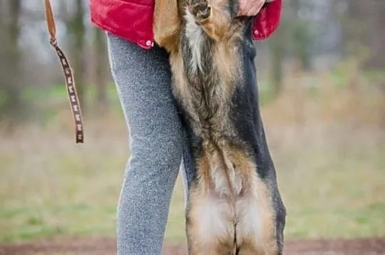 Młoda, radosna sunia do adopcji!, Mazowieckie, Warszawa