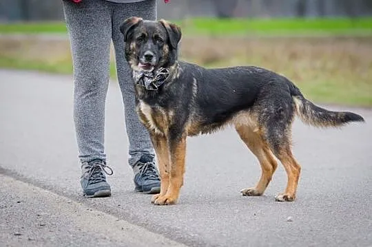 Młoda, radosna sunia do adopcji!, Mazowieckie, Warszawa