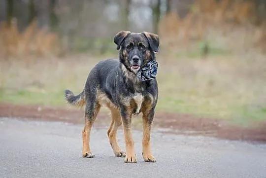 Młoda, radosna sunia do adopcji!, Mazowieckie, Warszawa