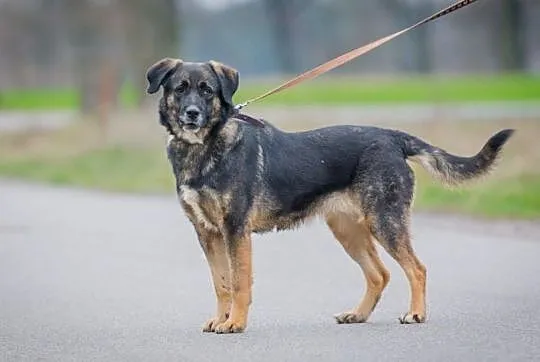 Młoda, radosna sunia do adopcji!, Mazowieckie, Warszawa