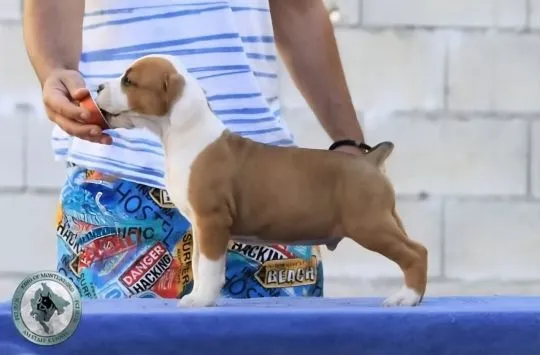 American Staffordshire Terrier Puppies King Of Montenegro, , Warszawka