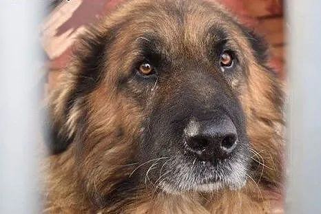 Puszek w typie kaukaza do adopcji,  śląskie Chorzów