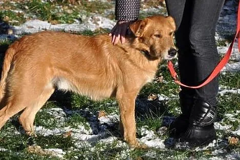 Rubin pies o charakterze labradora,  mazowieckie Warszawa