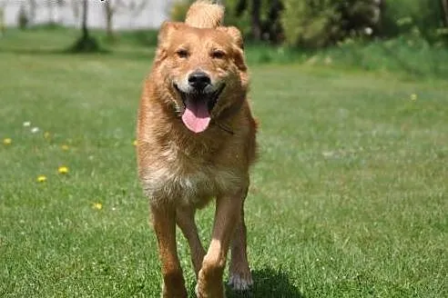 Rubin pies o charakterze labradora,  mazowieckie W