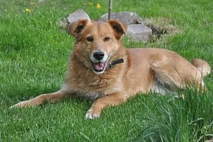 Rubin pies o charakterze labradora,  mazowieckie W