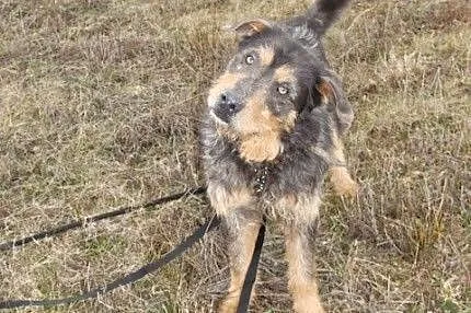 Pankracy-prześliczny, towarzyski psiak - uwielbia 