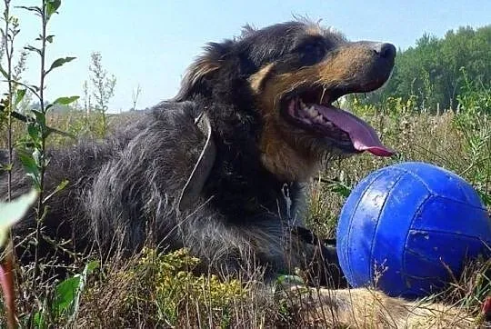 Pankracy-prześliczny, towarzyski psiak - uwielbia 