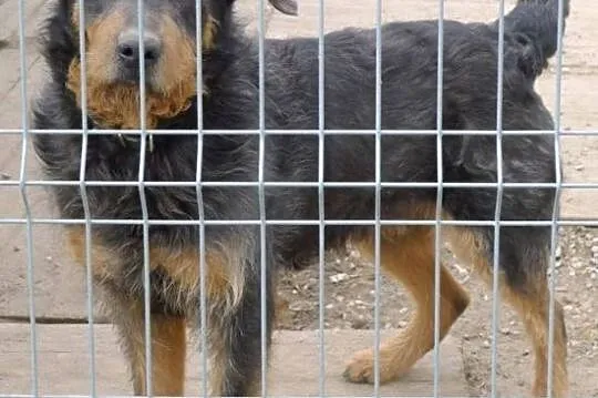 Pankracy-prześliczny, towarzyski psiak - uwielbia 