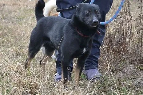 Mały Akni zaczyna wierzyć, że spędzi w schronisku 