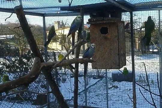 Samiec rozelli bladogłowej, Małopolskie, Kraków