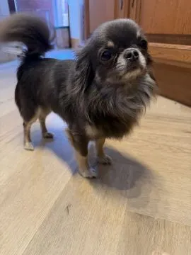 Szczenięta Rasy Chihuahua | Zarejestrowane w Kennel Club, , Konstancin-Jeziorna