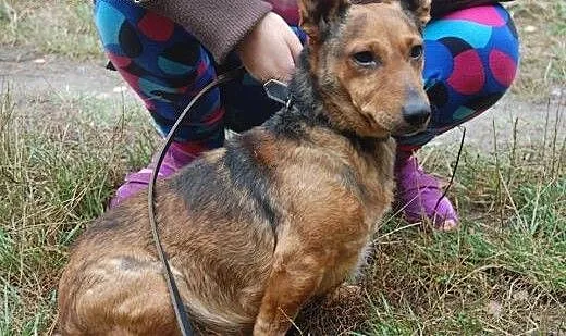 Porzucony Rudzik marzy o kochającym i odpowiedzial