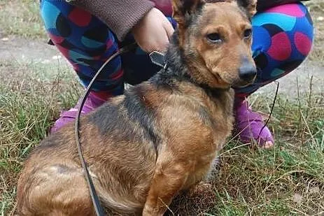 Porzucony Rudzik marzy o kochającym i odpowiedzialnym domku, Kundelki cała Polska