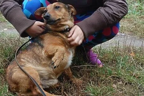 Porzucony Rudzik marzy o kochającym i odpowiedzial