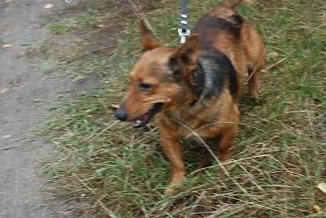 Porzucony Rudzik marzy o kochającym i odpowiedzial