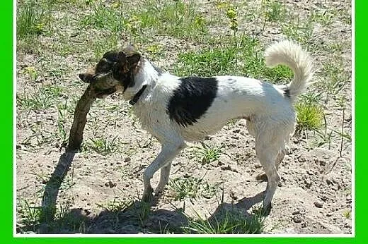 9 kg,kocha ludzi,pływa,aportuje,wesoła,łagodna suc