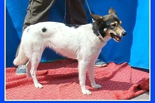 9 kg,kocha ludzi,pływa,aportuje,wesoła,łagodna suc
