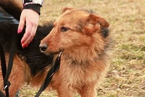 Filc wspaniały psiak kocha ludzi i świat daj mu cu