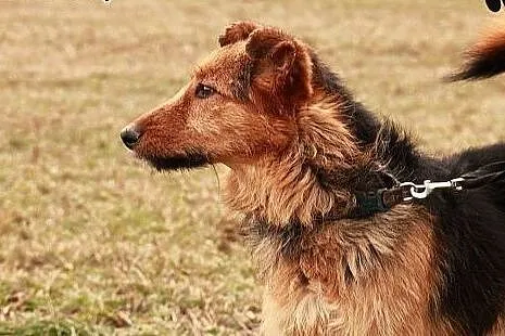 Filc wspaniały psiak kocha ludzi i świat daj mu cu