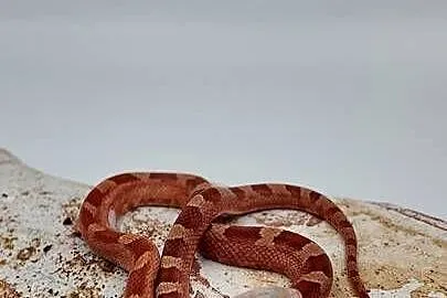 Piękny samiec węża zbożowego Bloodred Pied Sited  Hypo het Amel, Warmińsko-mazurskie, Olsztyn