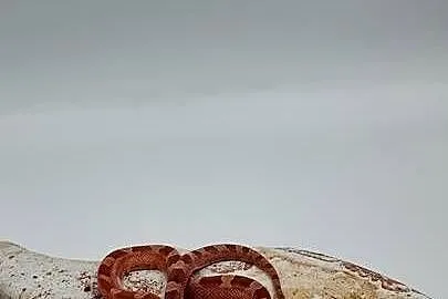 Piękny samiec węża zbożowego Bloodred Pied Sited  Hypo het Amel, Warmińsko-mazurskie, Olsztyn