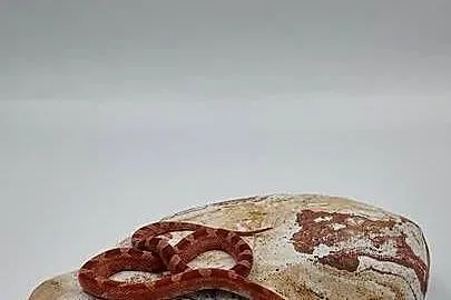 Piękny samiec węża zbożowego Bloodred Pied Sited  Hypo het Amel, Warmińsko-mazurskie, Olsztyn