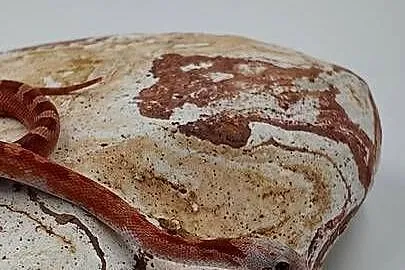 Piękny samiec węża zbożowego Bloodred Pied Sited  Hypo het Amel, Warmińsko-mazurskie, Olsztyn