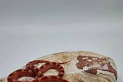Piękny samiec węża zbożowego Bloodred Pied Sited  Hypo het Amel, Warmińsko-mazurskie, Olsztyn