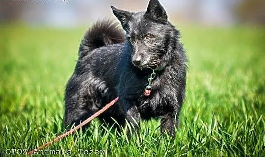 OTOZ Animals - Sznaucerek - od zawsze bez domu...,