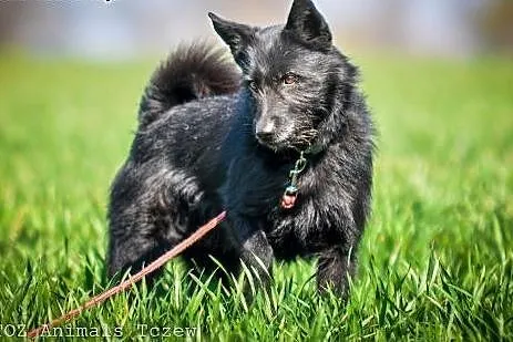 OTOZ Animals - Sznaucerek - od zawsze bez domu...,