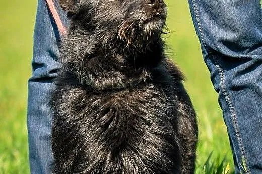 OTOZ Animals - Sznaucerek - od zawsze bez domu...,