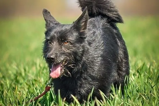OTOZ Animals - Sznaucerek - od zawsze bez domu...,