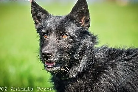 OTOZ Animals - Sznaucerek - od zawsze bez domu...,