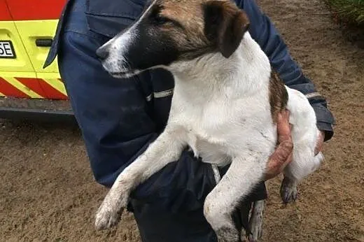 Lucky,młodziutki FOKSTERIER, łagodny psiak szuka d