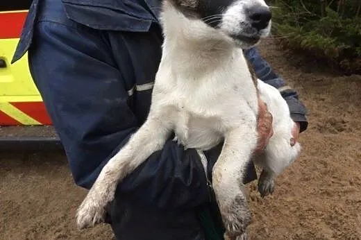 Lucky,młodziutki FOKSTERIER, łagodny psiak szuka d