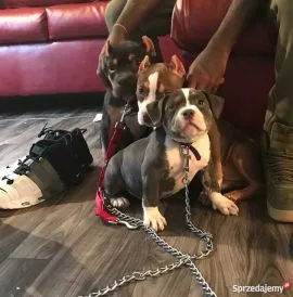 Szczenięta rasy pitbull gotowe do zamieszkania w nowych domach – napisz, aby uzyskać więcej informac