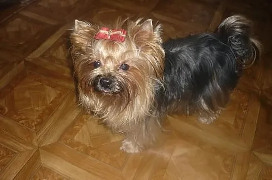 Cudne malutkie yorki. Już do odbioru.