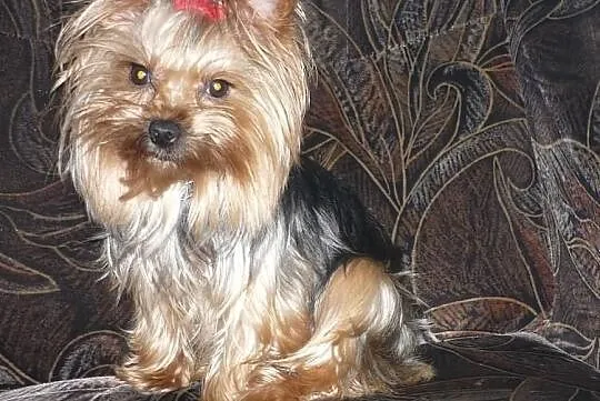 Cudne malutkie yorki. Już do odbioru.