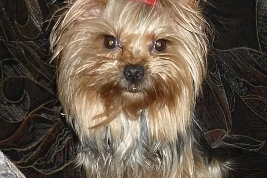 Cudne malutkie yorki. Już do odbioru.