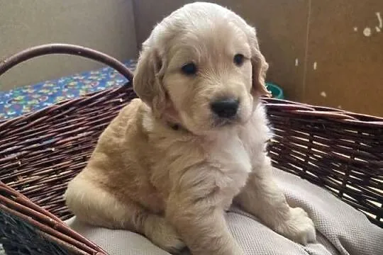 Szczeniaki rasy Golden Retriever z rodowodem