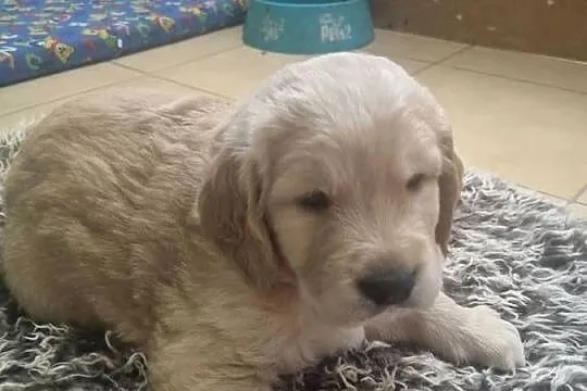 Szczeniaki rasy Golden Retriever z rodowodem, Dolnośląskie, Stronie Śląskie