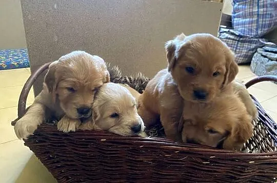 Szczeniaki rasy Golden Retriever z rodowodem, Dolnośląskie, Stronie Śląskie