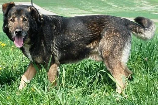 Oskar w typie owczarka - świetny pies stróżujący, 