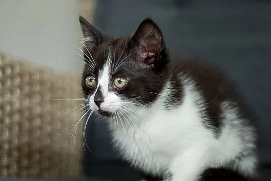 KOT: Przepiękna Polly z Fundacji Miasto Kotów może, Piotrków Trybunalski